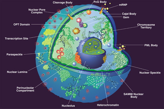 Final Organelles - The Plant Cell